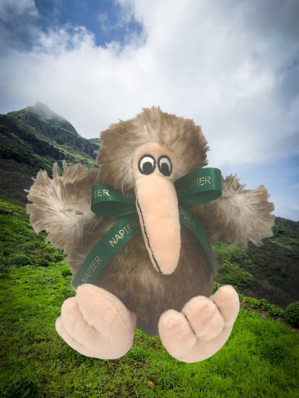 Fluffy NZ kiwi soft toy with Napier ribbon