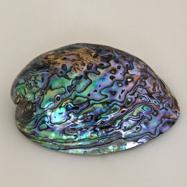 NZ polished Paua Shell