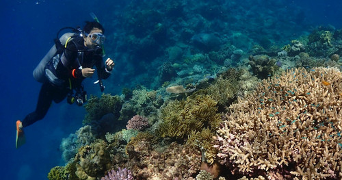 Great Barrier Reef Scuba Diving