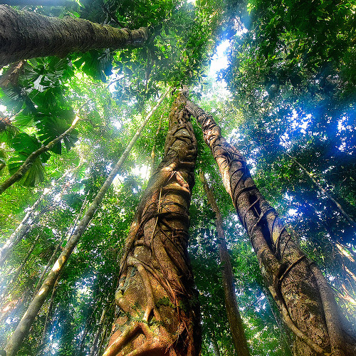 Guided Rainforest Walk. Inside the Daintree rainforest.