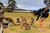 Feed Kangaroos