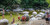 Mossman Gorge Swimmers