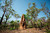 Litchfield National Park Termite Mound. Image credits: Tourism Australia, Nicholas Kavo
