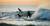 Byron Bay surfing