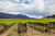 Hunter Valley vineyard