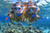 Snorkel the outer Great Barrier Reef