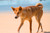 Dingo on Fraser Island