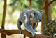 Lone Pine Koala Sanctuary