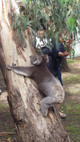 Koala at YHA Apollo Bay