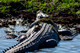 Huge crocodile near Darwin