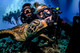 Certified and Introductory dives on the outer Great Barrier Reef