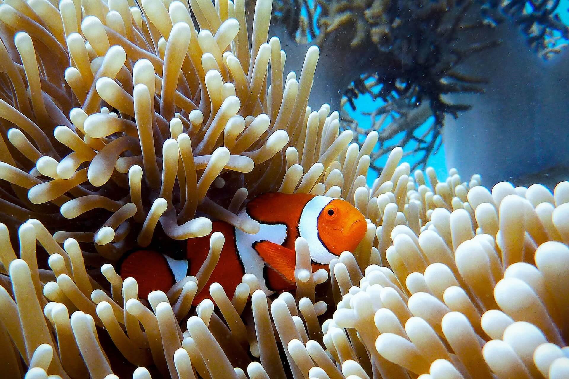 Discover The Great Barrier Reef