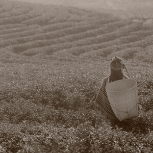 Woman Standing in Tea Field