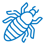 Head Lice