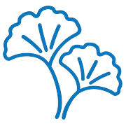 Ginkgo