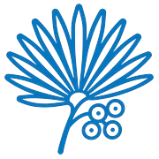Saw Palmetto