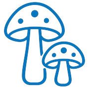 Medicinal Mushrooms