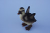 Small Duckling