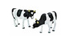 Black Cows 2 Pieces 1:32 Scale