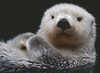 Ravensburger - Adorable Little Otter Puzzle 500 Piece