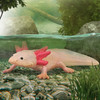Collecta - Axolotl