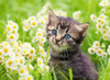 Ravensburger - Kitten in the Meadow Puzzle 500 Piece