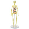 Brainstorm Toys - Build a Body