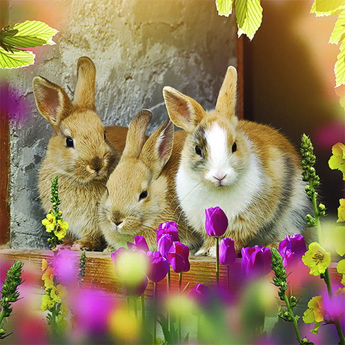 Diamond art - Bunny 30x30