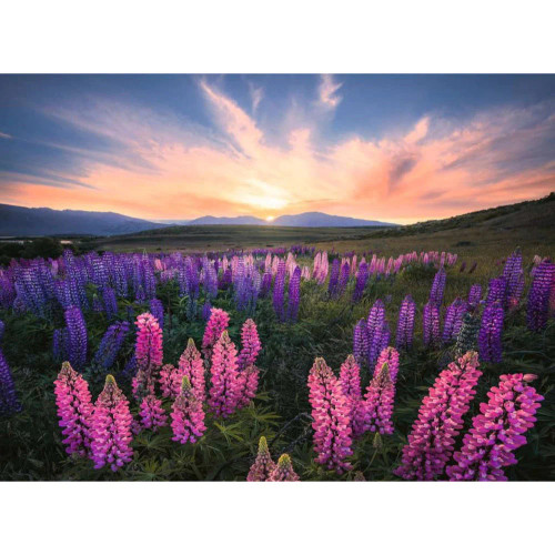 Ravensburger - Nature Edition Lupines Puzzle 500 Piece