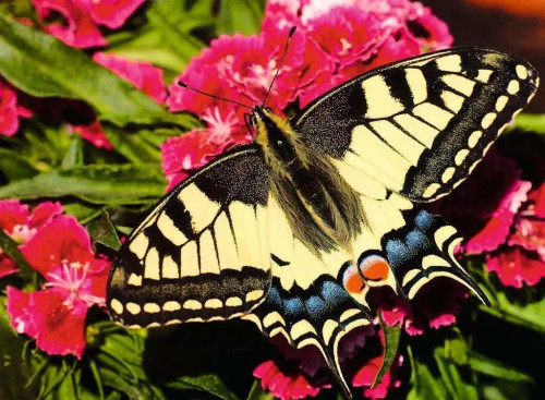Ravensburger - Butterfly Puzzle 500 Piece
