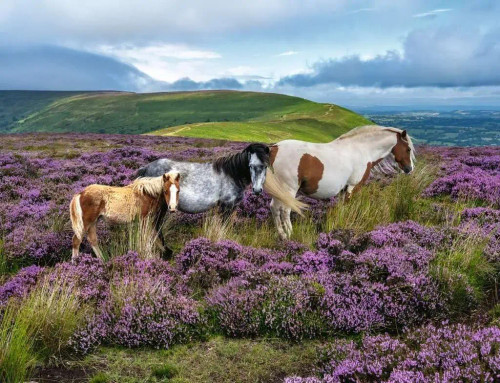 Ravensburger - Wild Horses in the Heather Puzzle 2000 Piece