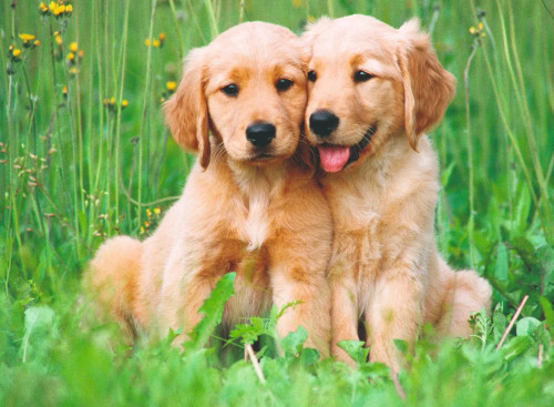 Ravensburger - The Golden Retriever Brothers Puzzle 500 Pce
