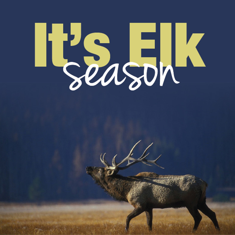 Elk Season 