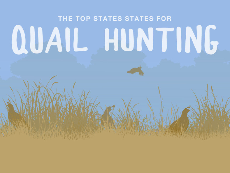 The Top States for Hunting Quail