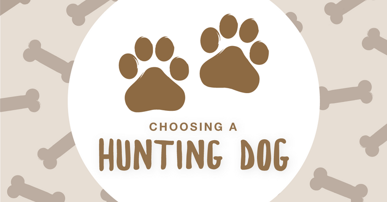 Choosing a Hunting Dog – Find Your Field Companion