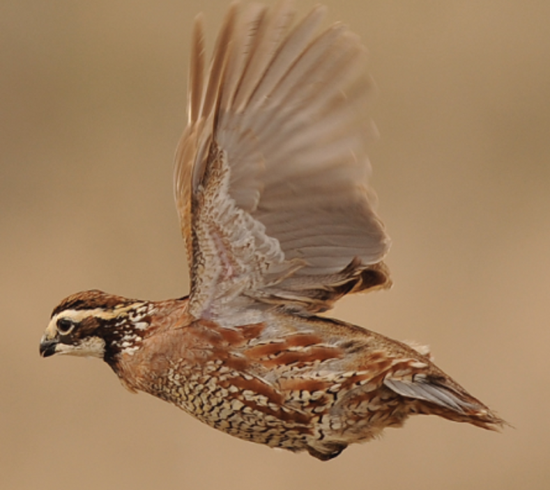 Before You Go Quail Hunting