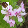 Geranium Ecosert Organic Pure Essential Oil