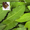 Laurel Leaf and Bud Organic Pure Essential Oil