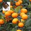 Mandarin Red Pure Essential Oil