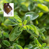 Oregano France Wild Pure Essential Oil