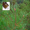 Pine France Wild Pure Essential Oil