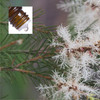 Tea Tree Pure Essential Oil