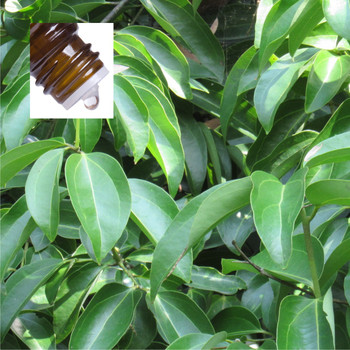 Cinnamon Leaf Pure Essential Oil