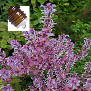 Clary Sage Pure Essential Oil