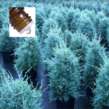 Cypress Blue Wildcrafted Australian Pure Essential Oil