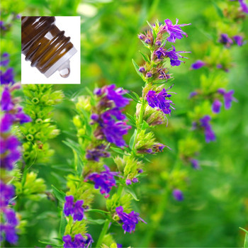 Hyssop Pure Essential Oil