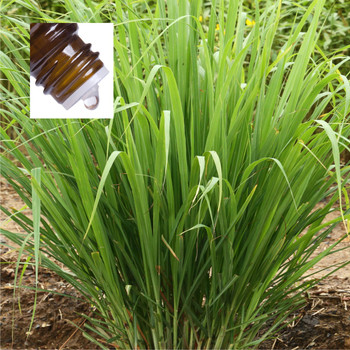 Lemongrass India Pure Essential Oil
