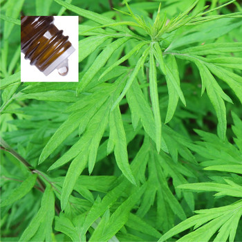 Mugwort Pure Essential Oil