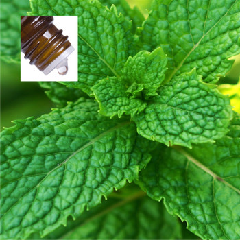 Peppermint Supreme USA Pure Essential Oil