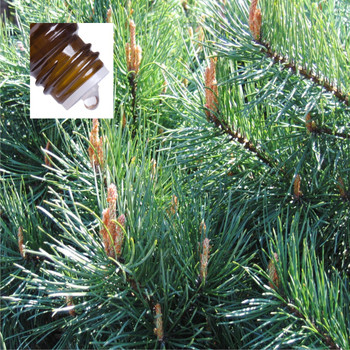 Pine Scotch Bulgaria Pure Essential Oil